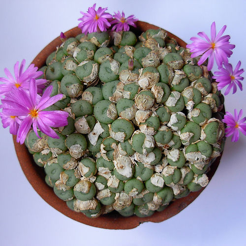 Conophytum minutum nudum - 10,
