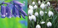 Single Snowdrops (100) &