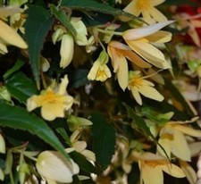 Begonia Boliviensis