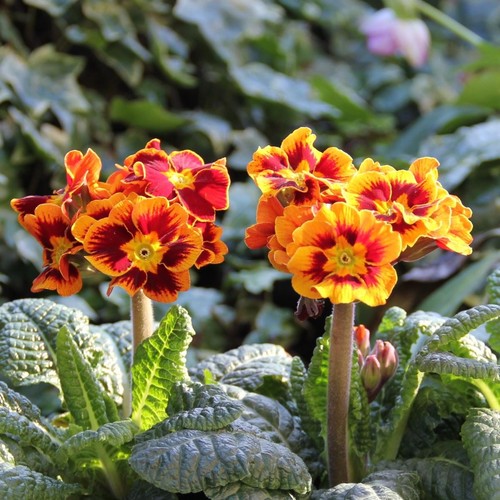 Polyanthus castilian tray of - |,