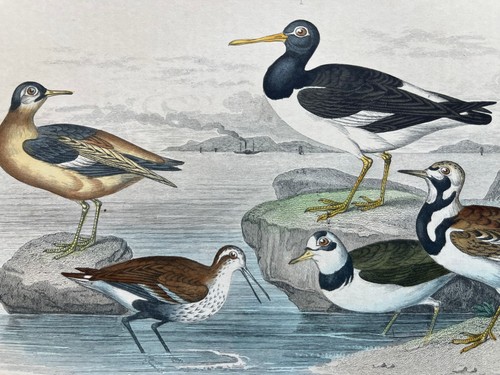 Antique hand coloured