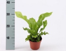 Asplenium nidus  fern plant in