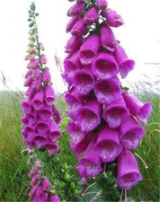 Foxglove Wild Purple Flower HB, Sow Feb-July, HARDY, Tall, for Bees! 2000 Seeds