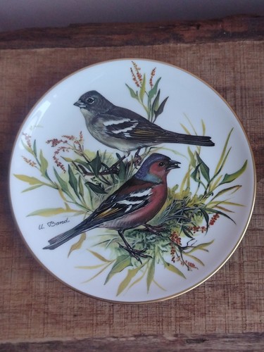 Songbirds europe chaffinch - songbirds, of