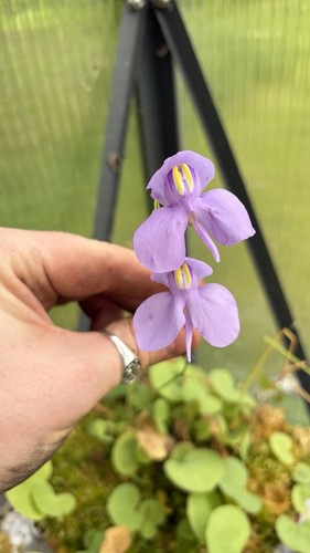 Utricularia reniformis
