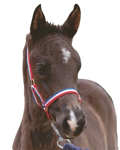 Roma foal headcollar all - roma,