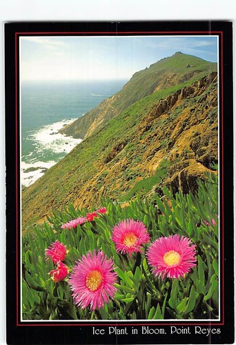 Postcard ice plant bloom - postcard,