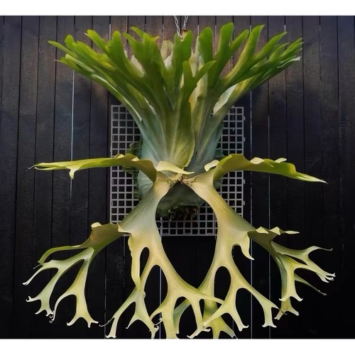 Platycerium holttumii staghorn - platycerium,