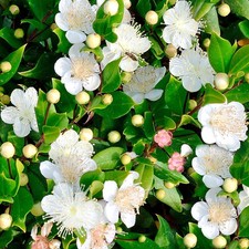 Myrtus Communis Common Myrtle Bushy Outdoor Evergreen Potted Garden Shrub Plant
