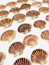 Scallop shells flat natural - shells,
