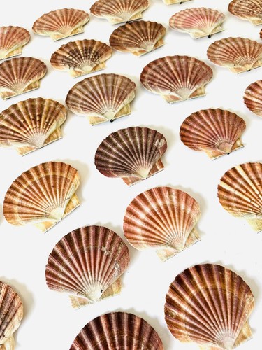 Scallop shells flat natural - scallop,