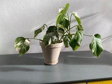 Monstera Albo Variegated –