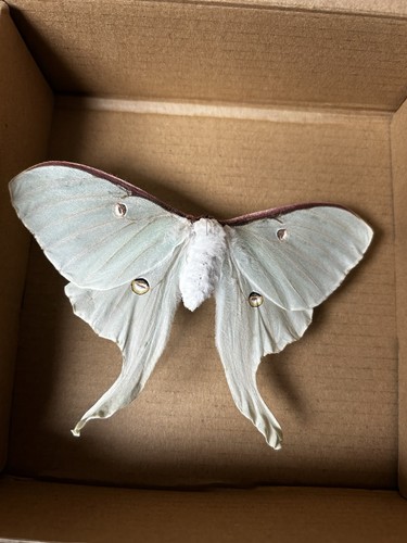 Female luna moon - moon, moth