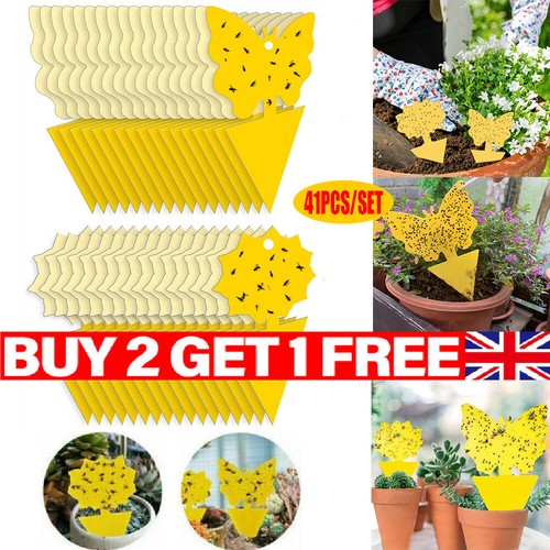 Fly catcher sticky traps - fly,