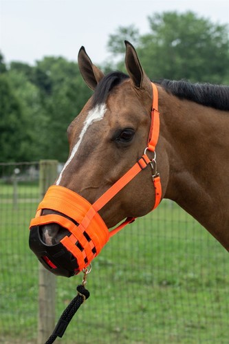 The original horse grazing - original,