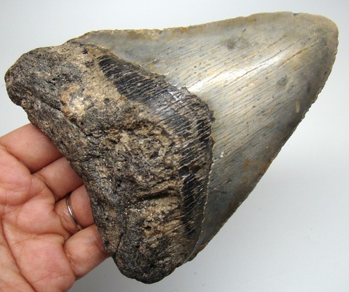 Megalodon shark tooth - tooth, real