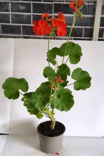 Red geranium - geranium, (pelargonium)
