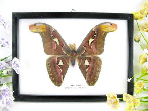 Atlas moth beautiful real - moth, m