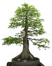 Bonsai Bald Cypress Tree -