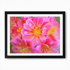 Lewisia Flowers Art Print