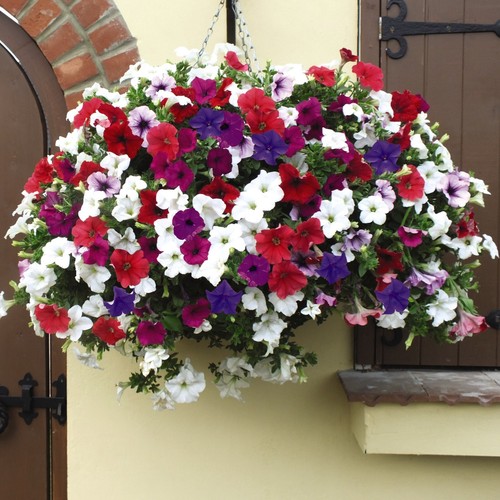 Petunia surfinia 14in - surfinia, (35cm)