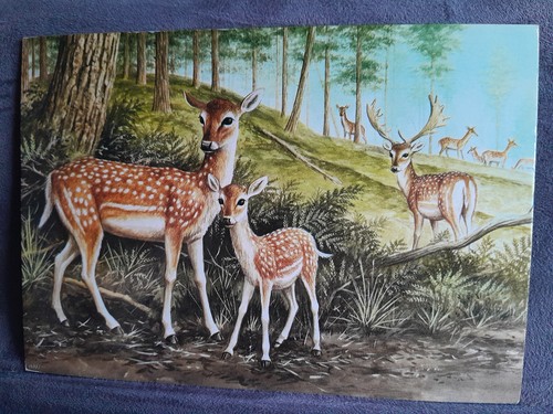 Fallow deer 34710 - fallow,