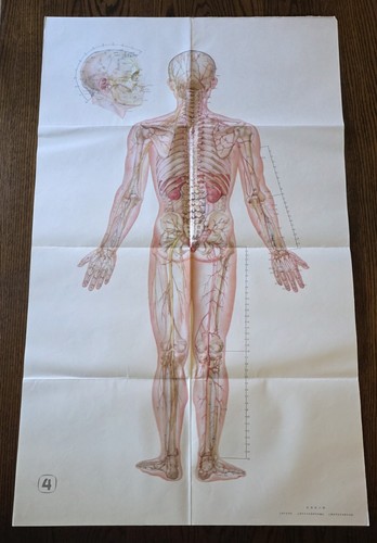 Rare vintage large - large, anatomical