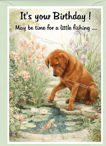 Labrador retriever fox - red, dog