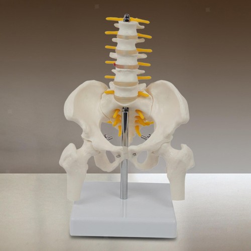 Human pelvis skeleton - pelvis,