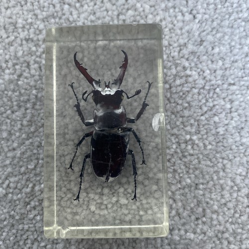 Real insect specimen - bugs, in