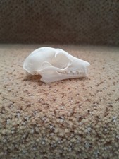 Taxidermy skeletons bones flying voodoo tattoo SKULL STRAW-COLOURED FLYING FOX