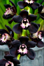 Cymbidium Kiwi Midnight 'Geyserland' orchid plant
