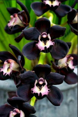Cymbidium kiwi midnight - kiwi,