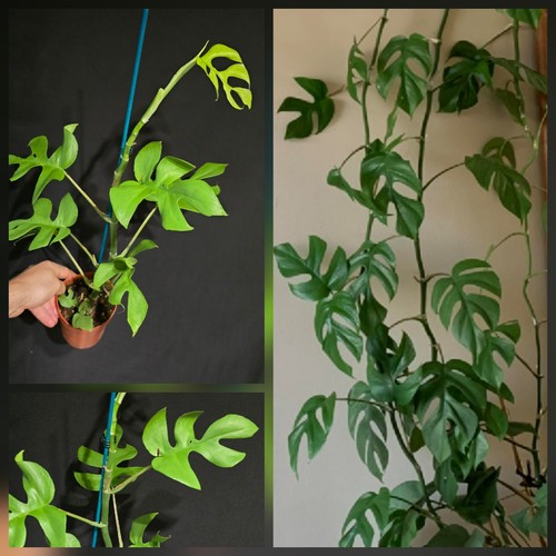 Monstera minima rhaphidophora - monstera,