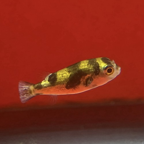 Live fish amazon pufferfish - fish|,
