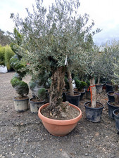 160L Gnarled Olive Tree VERY