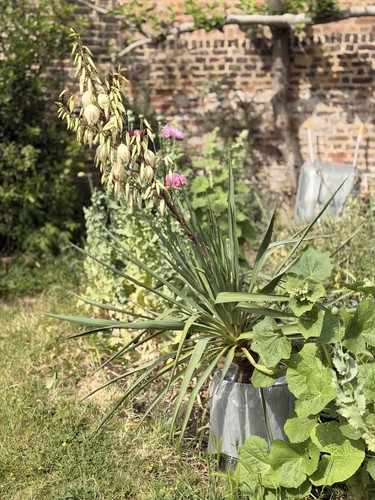 Yucca filamentosa adams - filamentosa,