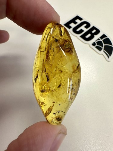 Baltic amber with winged - baltic,