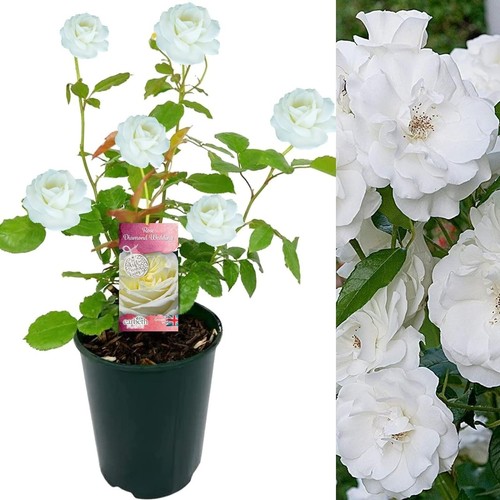 Diamond wedding rose plant - diamond,