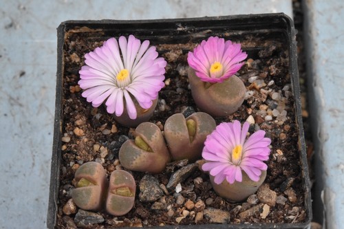 Conophytum lydiae 1952 - conophytum,