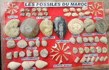 Moroccan Fossil Collection