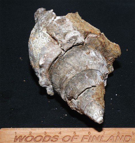 Eocene gastropod clavilithes - eocene,
