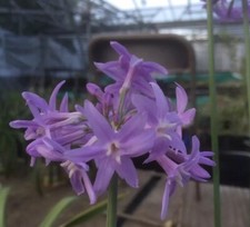 Tulbaghia violacea - tulbaghia, ‘violacea’