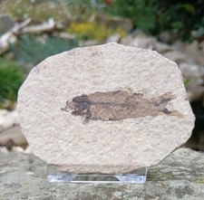 Fossil fish green river