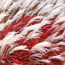 Miscanthus sinensis Lady in