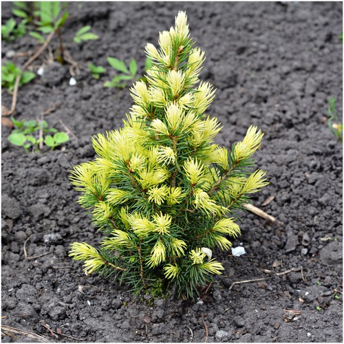Picea glauca rainbow end - picea,