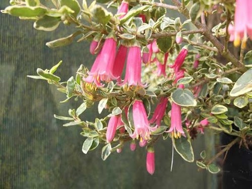 Correa dusky bells - correa,