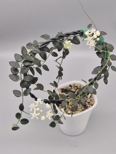 Very rare hoya pulleana 02 - rare,