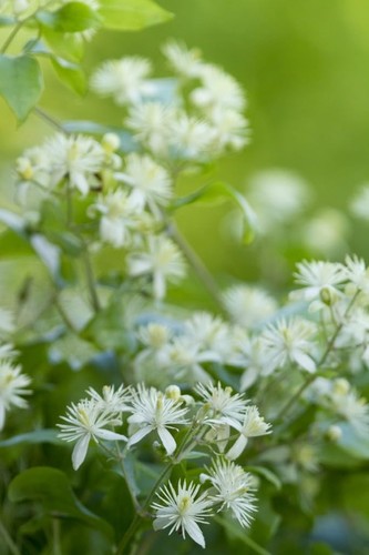 Clematis vitalba native - -, uk