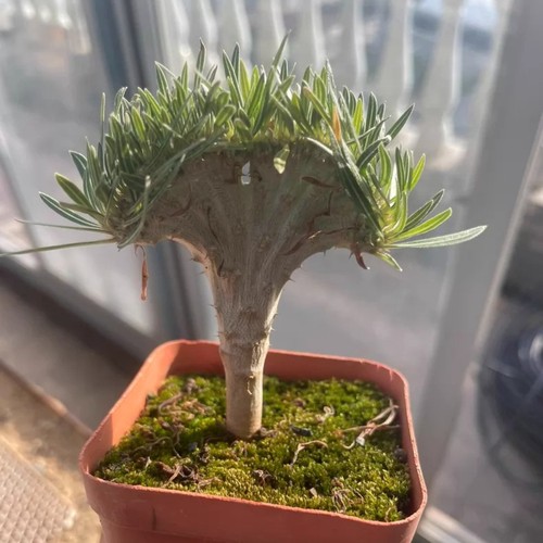 1piece 5cm seedgrowth - 4-5cm,